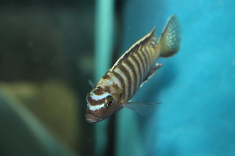 Maylandia nigrodorsalis 'Nkolongwe'